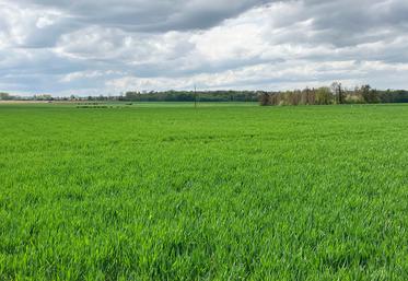 Au 20 avril, les blés sont généralement au stade 2 nœuds, soit environ 2-3 jours de retard par rapport à la médiane des dix dernières années. 