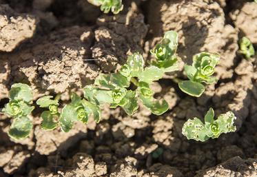Après la levée, les attaques d’altises se traduisent par des morsures en forme «d’impact de balle» sur les cotylédons et les feuilles. 
