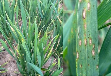 Si le risque maladies est actuellement faible, il faudra évidemment rester vigilant en fonction des conditions météo du reste  de la montaison. 