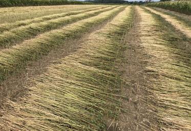 chanvre fibres textile Italie