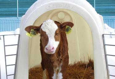 Moins de vaches, moins de veaux, ce qui entraîne mathématiquement une tension sur le marché.