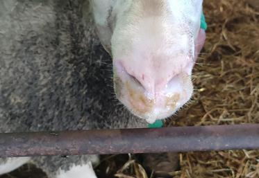 FCO indemnisation Feader