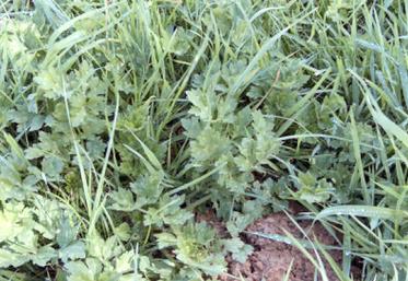 La renoncule rampante.