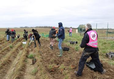 Parmi les actions de Solaal Hauts-de-France, cinquante-trois glanages solidaires ont été réalisés en 2024. 