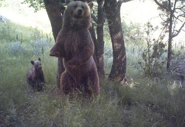 ourse Caramelles procès chasse