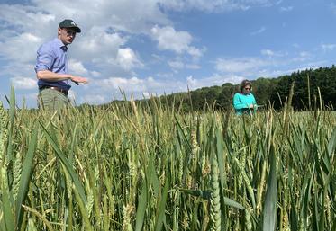 Quentin Denorme et Audrey Remont présentent des leviers agronomiques pour la gestion des vulpins : reculer la date  de semis et limiter la perturbation du sol permettent de réduire l’infestation. 