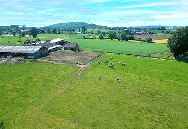 Si les pertes économiques dues aux températures élevées sont estimées à un euro par jour et par vache, les cultures sont également touchées, avec des rendements plus faibles en période de sécheresse. 