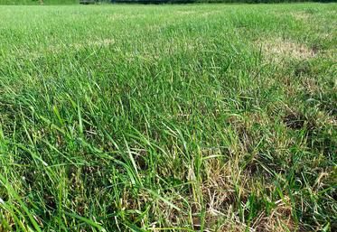 Avec ces conditions climatiques limitantes, il faut absolument respecter une hauteur de coupe de 6 à 7 cm afin de favoriser  de bonnes repousses.