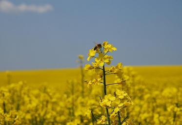 colza Cérèsia Aisne trituration Hauts-de-France