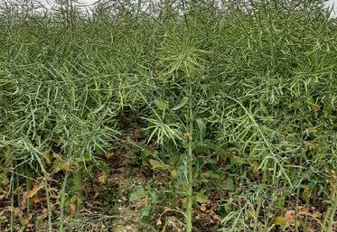 Amélioration variétale des colzas et respect des bonnes pratiques en matière d’implantation visent à sécuriser le rendement du colza, y compris dans des terres crayeuses. 