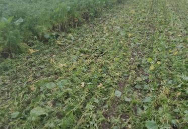 La réglementation oblige à semer un couvert entre culture de printemps récoltée tôt et une céréale d’hiver. 