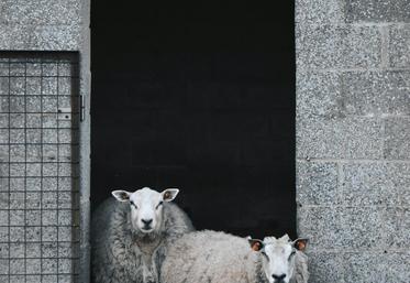 Aïd el-Kebir mouton abattage rituel Somme religion
