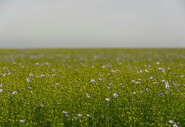 Qu’ils soient producteurs, teilleurs ou techniciens spécialisés, chacun a son idée sur ce qu’est un lin de qualité et les leviers à mettre en œuvre, et c’est lors du dernier congrès de l’AGPL, à Quaëdypre, que leurs avis se sont croisés. 