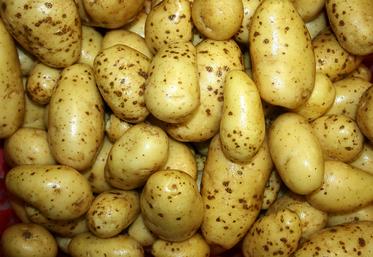 Le NEPG avertit contre la tentation d’augmenter fortement les surfaces  en 2025.