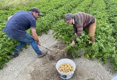 Lors du repas champêtre, l’association a vendu une quarantaine de kilos de pommes de terre.
