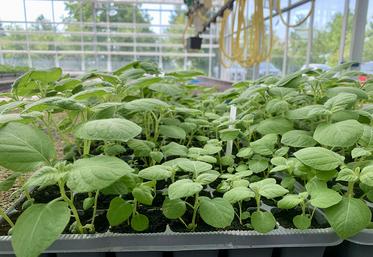 À Achicourt (62), dans le laboratoire et les serres du Comité Nord plants  de pomme de terre, naissent les toutes premières générations de plants. 