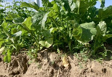 Le couvert Chlorofiltre Bledor SAS Fly de Cérience, partenaire du Groupe Carré, semé à la volée avant récolte, entre deux blés, permettrait de déplafonner de 10 quintaux le second blé. 