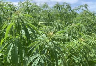 Le projet Hemp4Circularity englobe toutes les étapes de la transformation  du chanvre textile, depuis la culture jusqu’à la fabrication de tissu et au recyclage. 