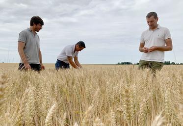 Pour l’agriculteur-multiplicateur Pierre-Coustenoble (à g.), il ne reste plus qu’à attendre la récolte. Les semences seront traitées à la station de Sana Terra  à Rosières-en-Santerre, que supervisent Bertrand Estienne et Grégoire Lesot. 
