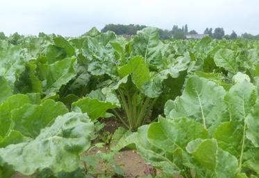 Parmi les questions soulevées par le syndicat betteravier, celle des coûts supplémentaires liés à la transition, le traitement  des données et d’autres enjeux qui pourraient venir se greffer. 