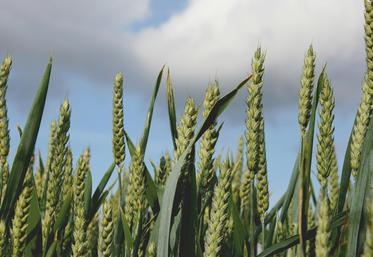 céréales surfaces en Europe Agreste 