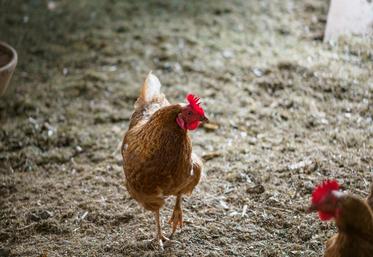 grippe aviaire Pays de Galles