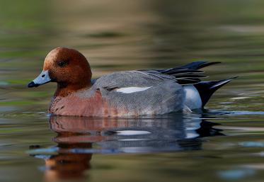 moratoires gibier d'eau Pannier-Runacher chasse Willy Schraen CNCFS