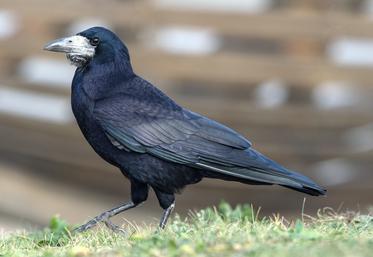 Le corbeau freux, comme le choucas, ont été déclassés ESOD (Espèce susceptible d’occasionner  des dégâts) dans certains départements, faute de données exploitables.
