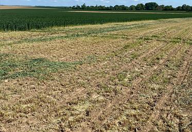 Broyage d’une bordure pour interdire toute grenaison massive.