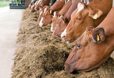La constitution de stocks suffisants avec un niveau de qualité adapté aux animaux doit être une priorité.