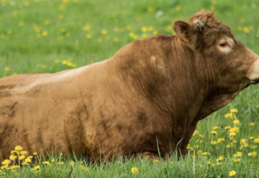 taureau accident prévention Corrèze insémination
