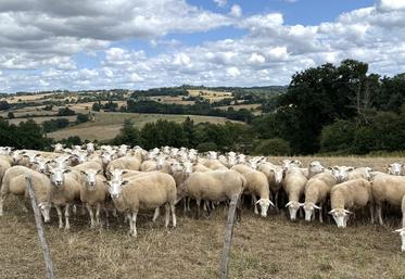 Seules les brebis maigres nécessitent un apport de concentré