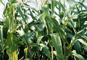 Connaître la date précise de la floraison améliore la prévision de la date de récolte.