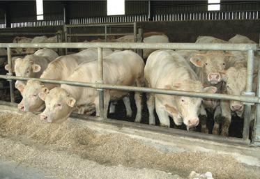 Au deuxième semestre 2024, la part d’animaux sous contrat était au moins deux fois plus élevée chez les JB (23 % en races à viande, 28 % en JB laitiers)  que chez les autres animaux, selon l’observatoire d’Interbev.