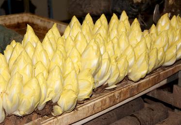Les exportations d’endives, bien qu’en augmentation de 14 % sur la période n’ont pas pesé sur la situation globale. 