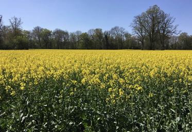 Belle floraison des colzas ce printemps.