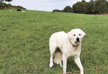 Verra-t-on bientôt des chiens de protection au milieu des troupes de moutons  de la Somme contre le loup ? La profession agricole y est opposée et demande d’autres moyens. 