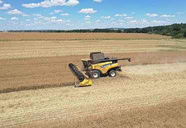 Une coupe haute facilite le battage en permettant une meilleure séparation des pailles sèches. 