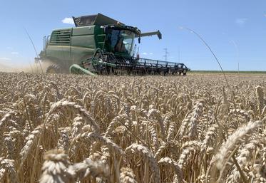 La moisson est bonne, mais le marché des céréales est morose. La très bonne qualité du blé pourrait cependant ouvrir des portes à l’export. 