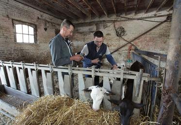 La maîtrise de l’IVV requiert aussi de détecter les animaux non gestants rapidement. 