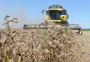 Au 30 juillet, SFP a réceptionné le trèfle incarnat et 90 % des graminées (ray-grass d’Italie, ray-grass anglais, dactyle  et fétuque). 