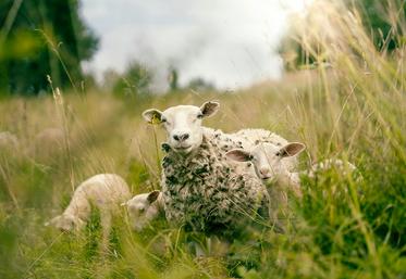 Il s’agissait de traduire les pertes économiques en données concrètes. Pour les ovins par exemple, il s’agit d’une baisse d’effectifs de 5 % de brebis en un an. 