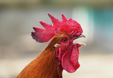 Ricco coq action en justice renard nuisances