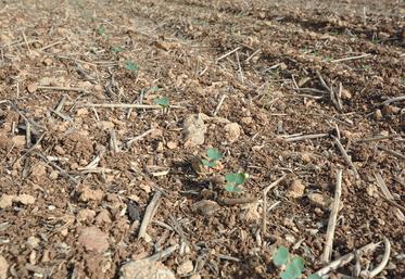 La réussite de l’implantation du colza repose sur des observations simples et des pratiques optimisées, en particulier avec les conditions humides rencontrées  lors des semis des précédents culturaux en 2024. 