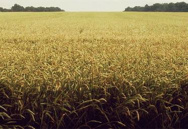 Le Groupement foncier agricole est un moyen de préserver l’unité foncière,  notamment dans un cadre familial.