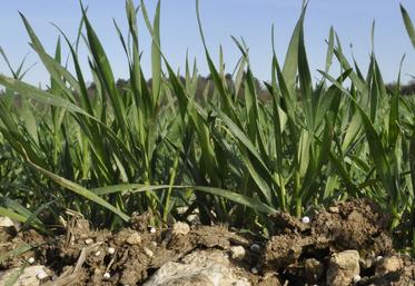 engrais azote engrais azotés droits de douane Russie Biélorussie AGPB