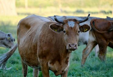 DNC Rassemblement national dernatose nodulaire contagieuse Savoie Haute-Savoie