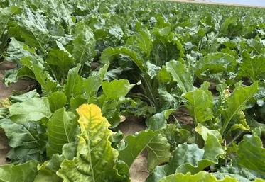 jaunisse virale betteraves ITB