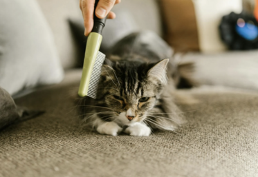 acétamipride collier antipuces 