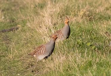 perdrix grise chasse suspendue Belgique Wallonie